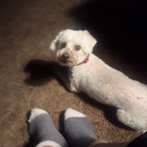 Meet your Posher, Alice